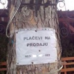 Plačevi